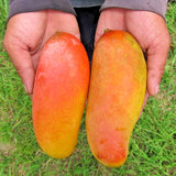 Sweet Mango Tree Live Plant, 2 Feet Tall, Hardy Mango Fruit Tree for Outdoor Planting, Yellow Orange Fruits
