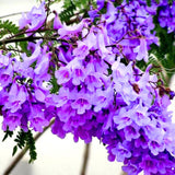 Jacaranda Tree Live Plant, 3-6'' Tall, Jacaranda Tree Plant Live for Outdoor Planting, Live Jacaranda Plant, Purple Blooms, Ready to Grow