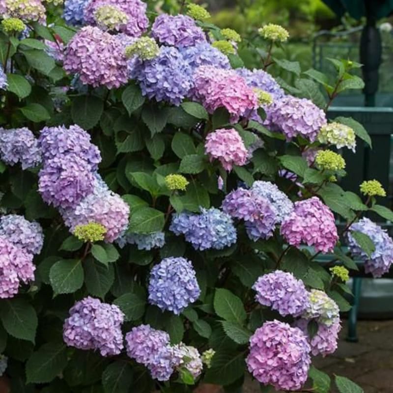 Blue Purple Hydrangea Plant, 5 to 7 Inch Tall Hydrangea Plants Live, Without Pot, Change Color Flowers Hydrangeas Bush Plant Outdoor Shade Garden, Colorful Flowers