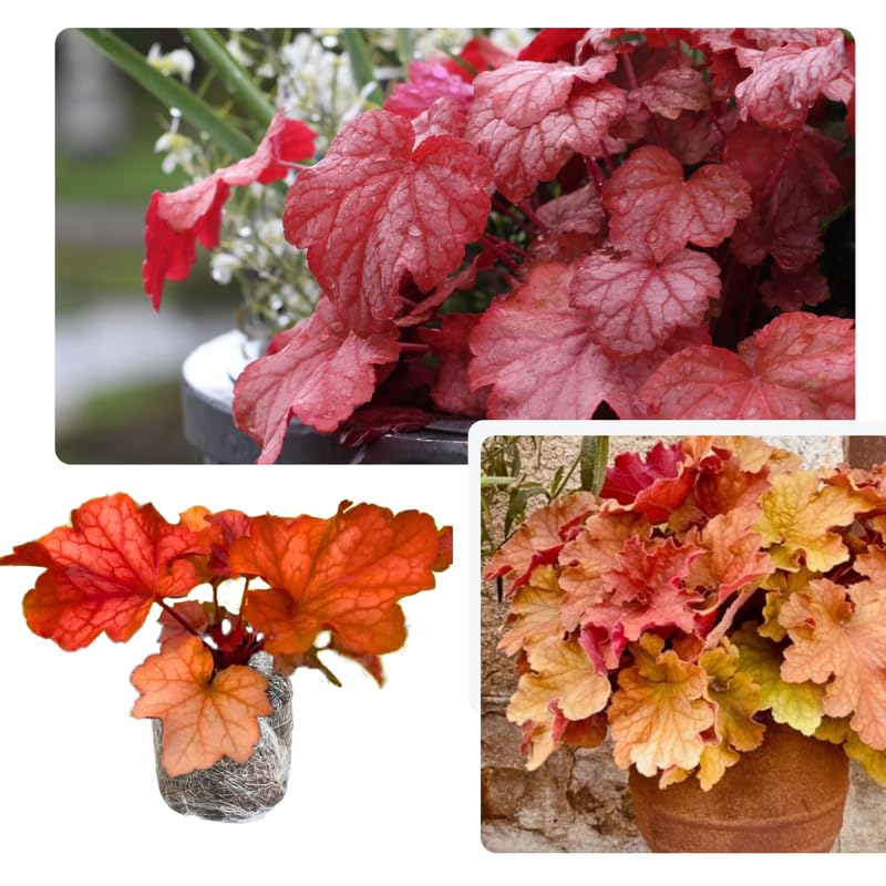 3 Coral Bells Heuchera Perenial Live Plants, Red Orange Yellow Seasonal Leaves Color Change, Well-Rooted 5-9 Inc Tall, No Pot
