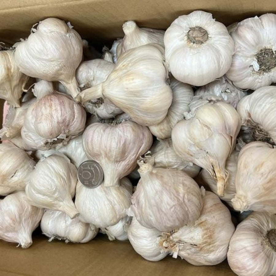 1 LB Jumbo Size Softneck Garlic for Planting in Spring, Soft Neck Garlic Bulbs for Planting, Fresh and High Yield, Cold Hardy, Fast-Growing, 5-6 Bulbs Garlic