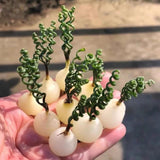 Rare Albuca Curly Plant Live in 4" Pot, Corkscrew Frizzle Sizzle Houseplant Ornamental Albuca Spiralis, Curly Grass Succulent Live Plant