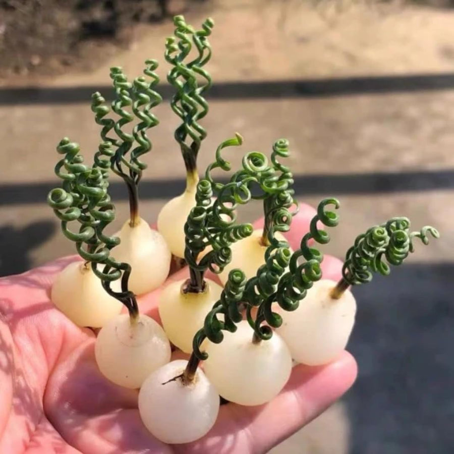 Rare Albuca Curly Plant Live in 4" Pot, Corkscrew Frizzle Sizzle Houseplant Ornamental Albuca Spiralis, Curly Grass Succulent Live Plant