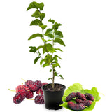 Dwarf Mulberry Tree Live Plant for Planting 6-10 Inch Tall, Everbearing Mulberry Plant, Sweet Mulberry Fruit Plant, in 3.5" Pot