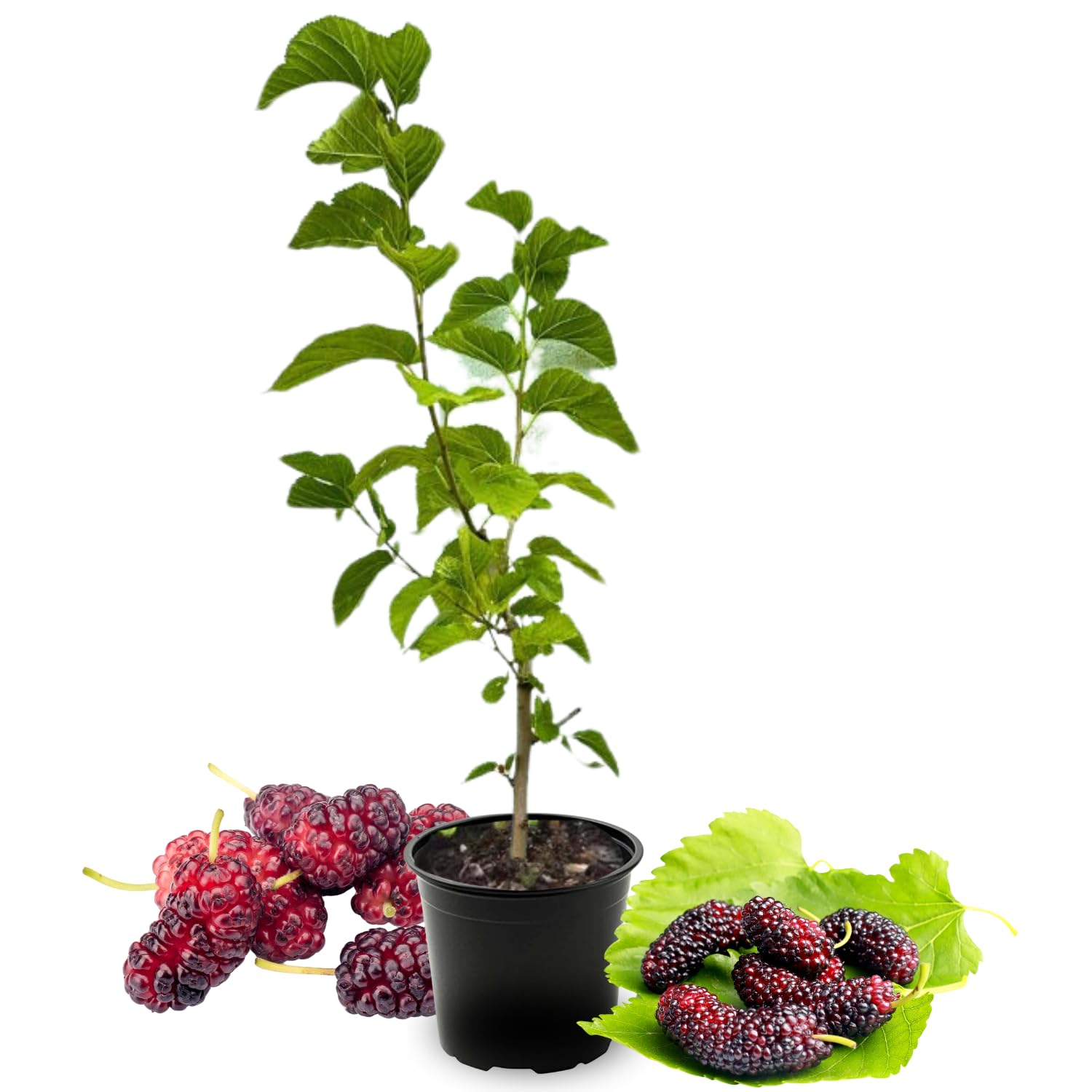 Dwarf Mulberry Tree Live Plant for Planting 6-10 Inch Tall, Everbearing Mulberry Plant, Sweet Mulberry Fruit Plant, in 3.5" Pot