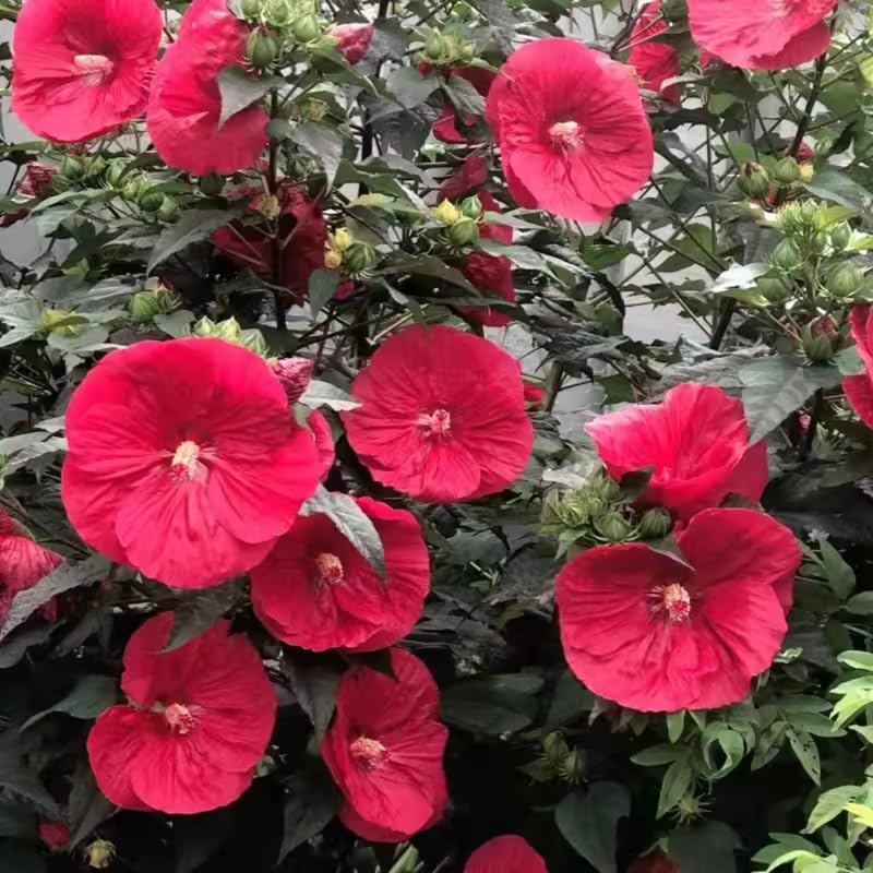 Red Hibiscus Plant Live, Hardy Hibiscus Flowers for Outdoor Landscapes, 5-9 Inch Height, Ornamental Hibiscus Bush Shrub, Well-Rooted, No Pot