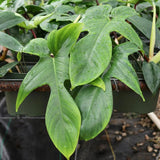 2 Beauty Philodendron Live Plant 5-9" Tall, Rare Tropical Indoor Houseplant Home Garden