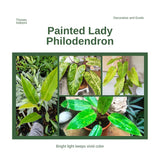 2 Lady Philodendron Live Plant 5-9" Tall, Rare Tropical Indoor Houseplant Home Garden