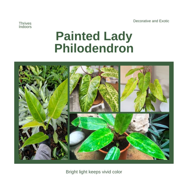 2 Lady Philodendron Live Plant 5-9" Tall, Rare Tropical Indoor Houseplant Home Garden