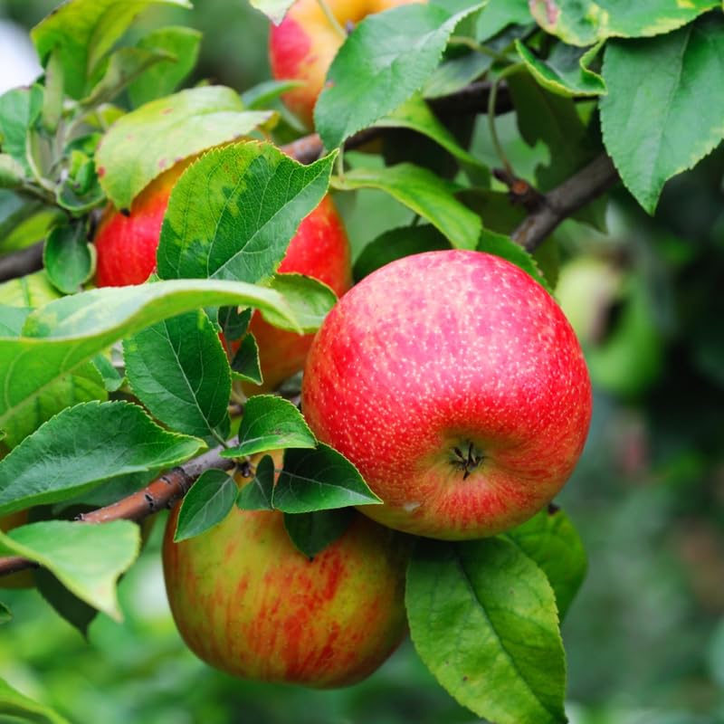Honey Crisp Apple Tree Live Plant, Apple Plant Live for Planting, Bareroot 2-3 Feet Tall, Apple Fruit Tree Ready to Grow Your Garden