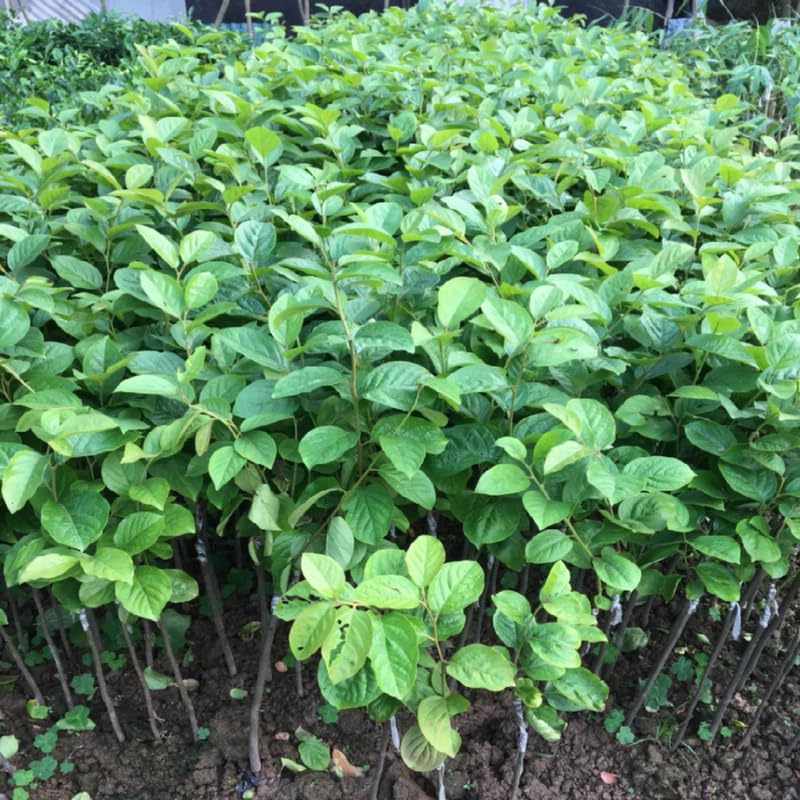 2 Sweet Persimmon Trees Live Plants in Pot, 8 Months Old Persimmon Fruit Trees Live Plants, 6-10" in Tall, Dormant in Winter, No Leaf, Bare Root to CA