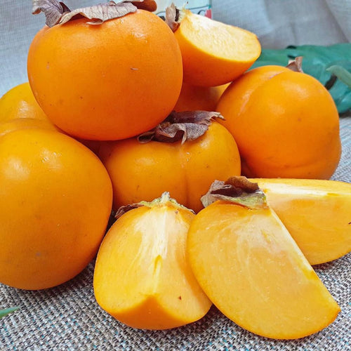 Sweet American Persimmon Trees Live Plants, 6"-14" Tall Persimmon Fruit Tree, Established Roots