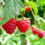 Raspberry Plant in 3 Inch Pot, Red Sweet Berries Starter Plant, Raspberry Plants Live for Planting Outdoor