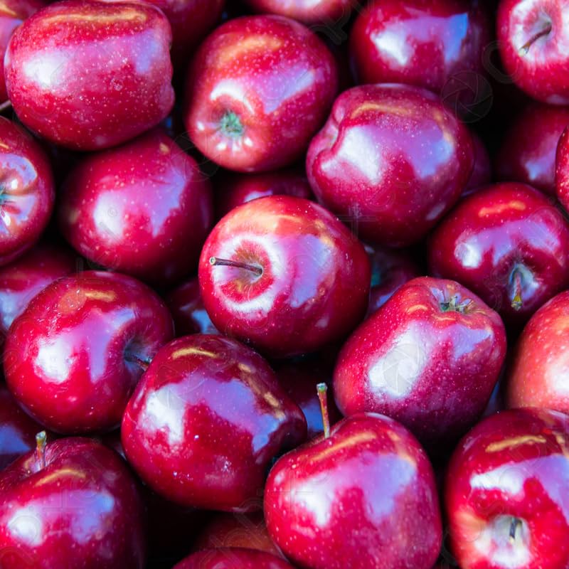 Red Apple Tree Live Plant, Cold Hardy Apple Fruit Plant Bare Root for Backyard Orchard, 2 to 3 Feet Tall