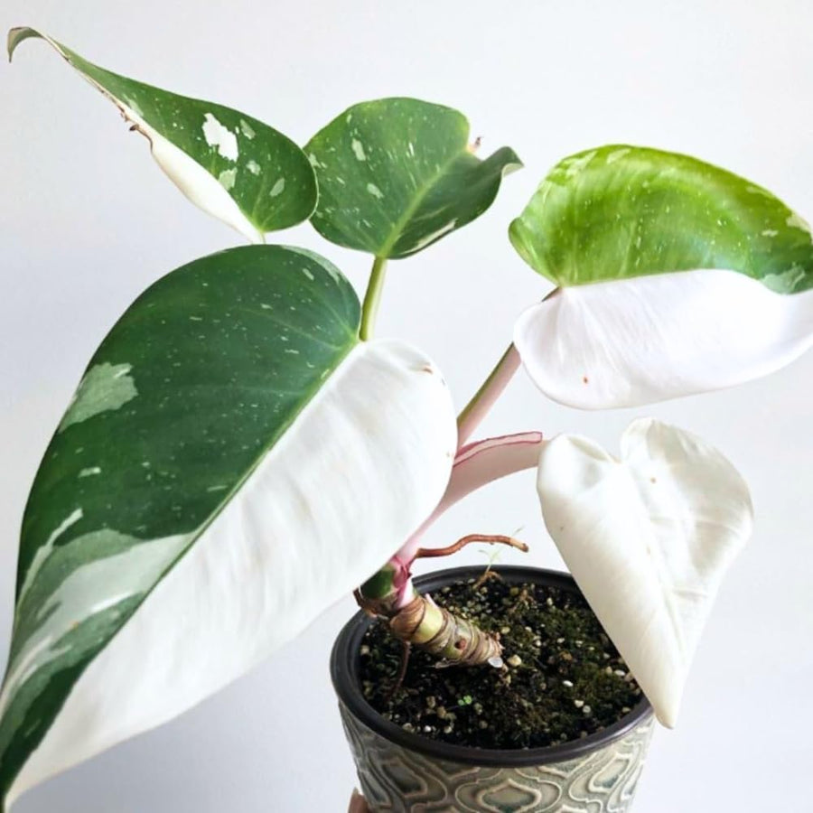 Princess Philodendron Plant, Rare Tropical Variegated Live Indoor Houseplant, 5-8" Tall, No Pot (Mixed Princess Philodendron Plants)