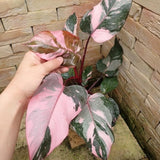 Rare Philodendron Plant Live in 4" Pot, Variegated Red White and Green Leaves, Rare Houseplant Indoor Outdoor Decor, Colorful Stems
