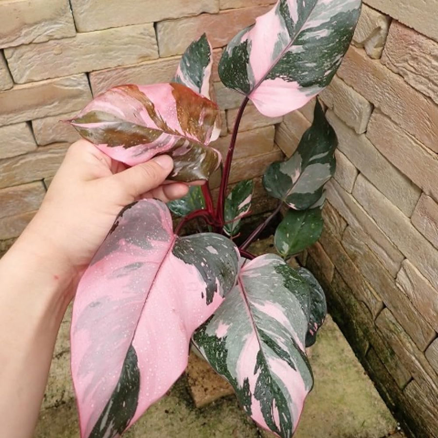 Rare Philodendron Plant Live in 4" Pot, Variegated Red White and Green Leaves, Rare Houseplant Indoor Outdoor Decor, Colorful Stems