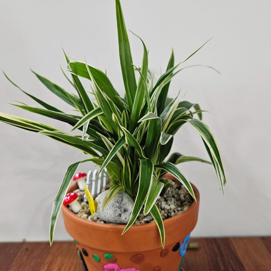 Live Variegated Spider Plant, Curly Spider Houseplant, 2-4 Inches Tall, No Pot, Well Rooted for Growing