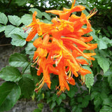 Orange Honeysuckle Plant Live, 8-10 Inches Tall in 4 Inch Pot, Fast Growing Flowering Vine for Outdoor Planting