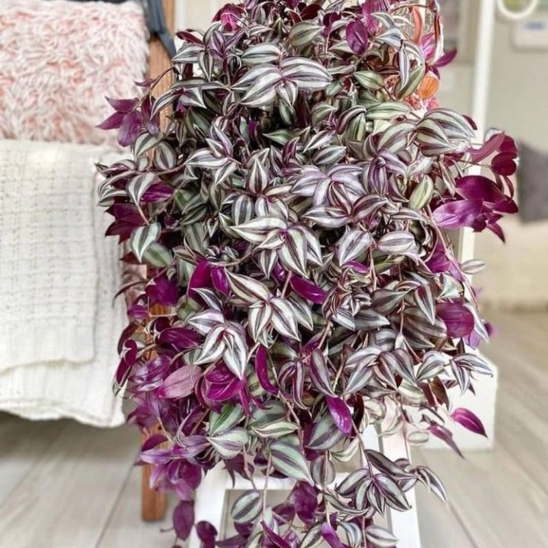 4 Purple Wandering Jew Plants, Live Indoor Plant 3-5 Inches, Colorful Trailing Tradescantia for Home, Office and Hanging Baskets