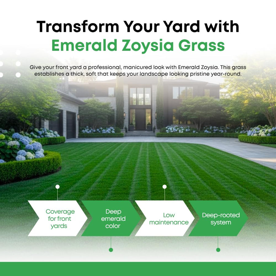 Set of 12000 Zoysia Grass Seed for Lawn, Zoysia Grass Seeds, Soft Dense Green Coverage, Green Grasses for Ground Cover, Front Yard, Backyard or Landscape