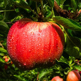 Winesap Apple Tree Live Plant, Deep Red Apple Plant Live for Planting 2-3 Feet Tall, Gallon Pot, Live Apple Tree Plant, Apple Fruit Tree Ready to Grow Your Garden