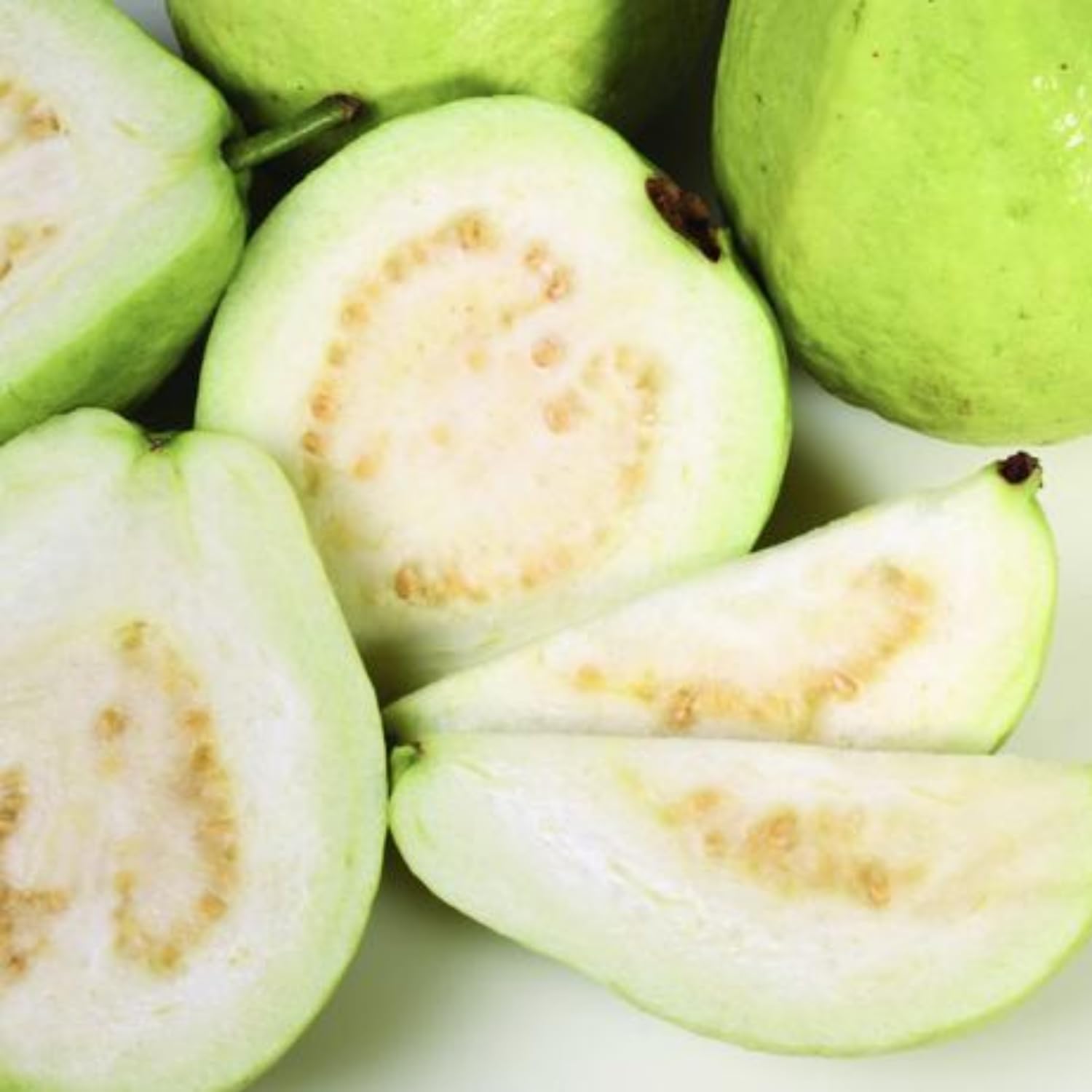 Guava Plant Live, White Guava Tree Live Plant in 4 Inc Potted, Easy Tropical Fruit for Gardens