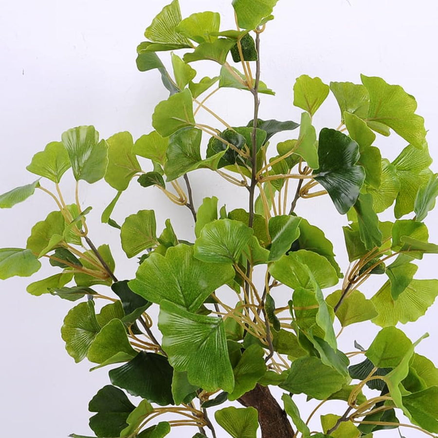 Ginkgo Tree Live Plant, 8 Inches Tall in 4 Inch Pot, Hardy Ornamental Tree for Outdoor Planting