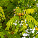 Walnut Tree Live Plant in Quart Pot, Hardy Nut Trees for Outdoor Garden, Landscape or Backyard Growing, 6-12 Inches