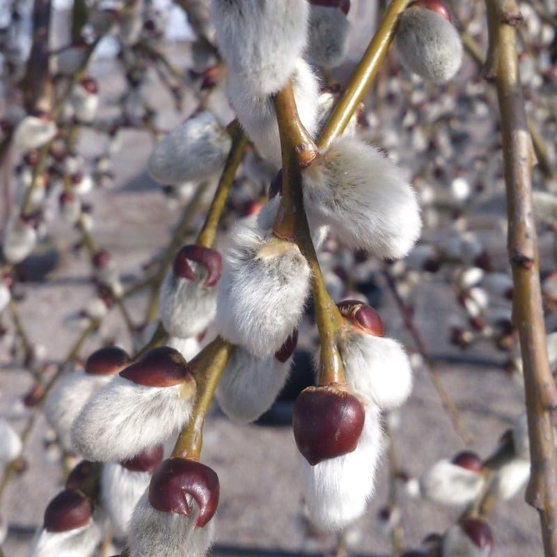 2 Pack Weeping Pussy Willow Live Plants in 2.5 Inc Pot, 4-8" Tall, Bare Root Willow Shrubs for Outdoor Growing