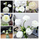 Ranunculus Bulbs, 25 Ranunculus Bulbs, French Peony Style Buttercup Corms, Spring Blooming Garden Flowers, Vibrant Flower Plant (White Ranunculus)