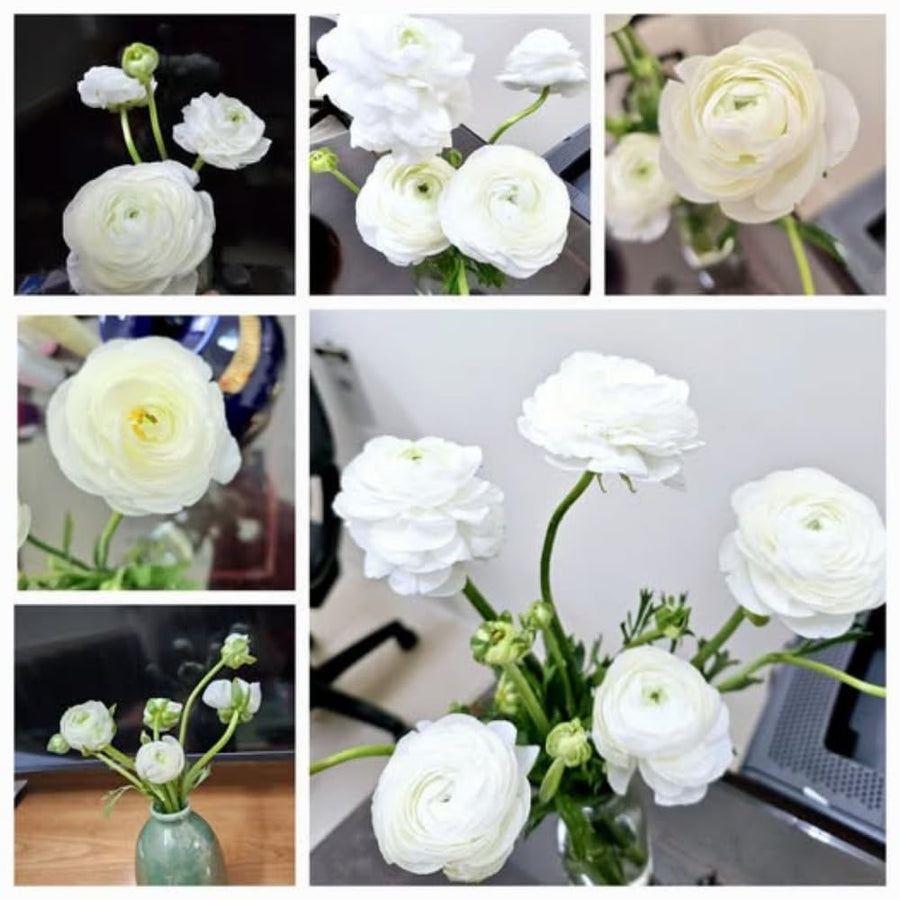 Ranunculus Bulbs, 25 Ranunculus Bulbs, French Peony Style Buttercup Corms, Spring Blooming Garden Flowers, Vibrant Flower Plant (White Ranunculus)