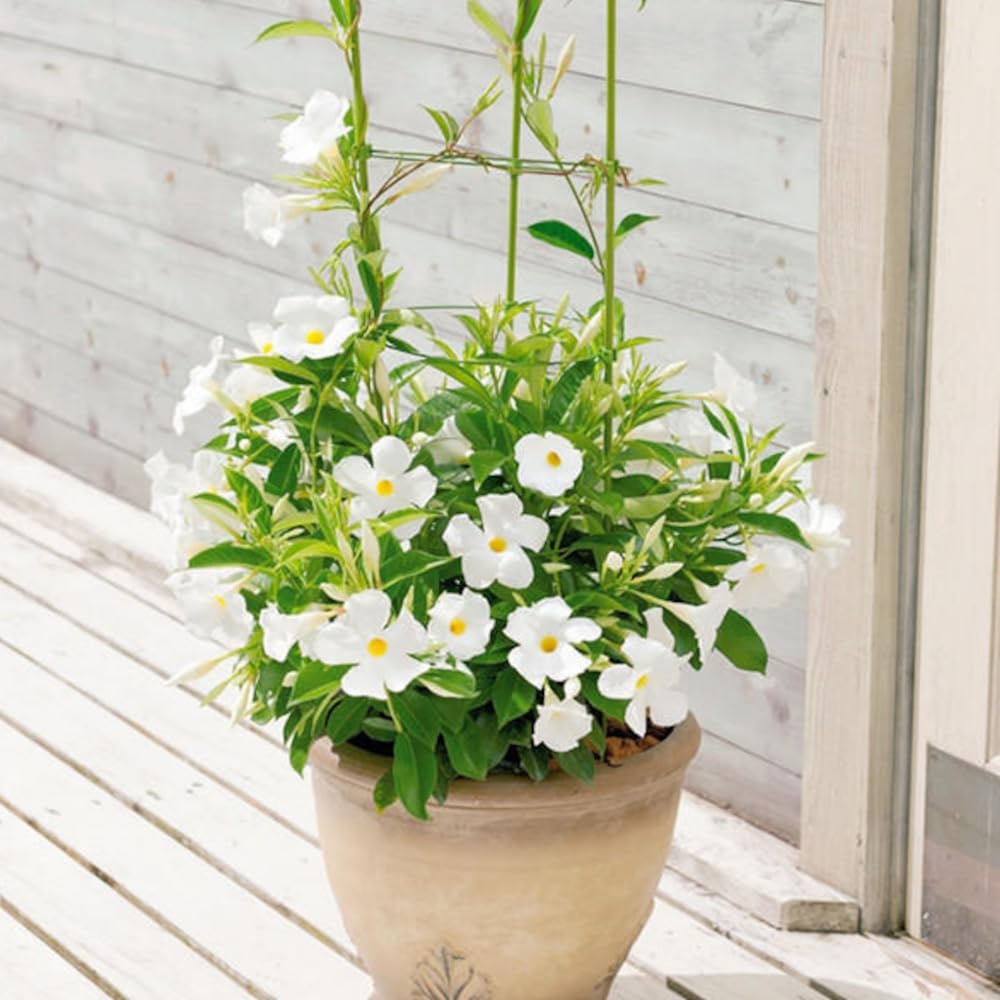 2 White Mandevilla Live Plants, Mandevilla Flowering Vines Trellis, 4-9 Inch Tall Plants for Hanging Baskets, Container and Garden Growing