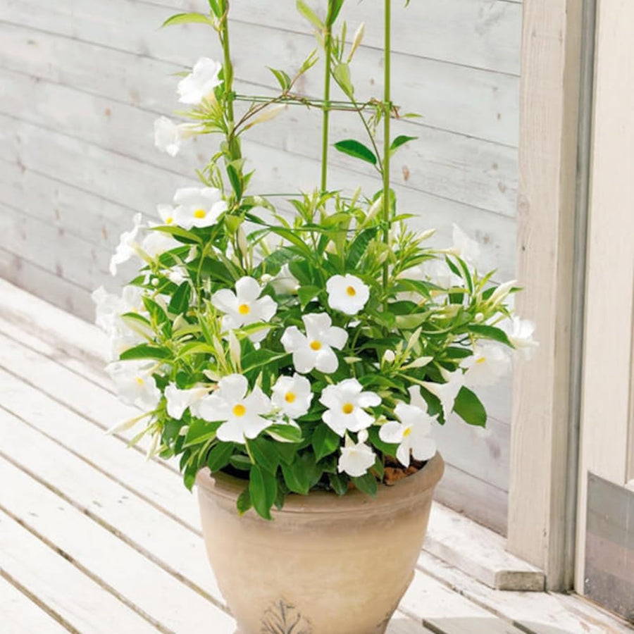 2 White Mandevilla Live Plants, Mandevilla Flowering Vines Trellis, 4-9 Inch Tall Plants for Hanging Baskets, Container and Garden Growing