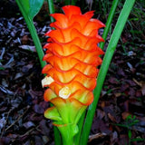 2 Curcuma Gold Ginger Plants Live for Planting, Tropical Flowering Plant for Garden or Patio, Hardy Ginger Plant No Pot, 5-9" Height