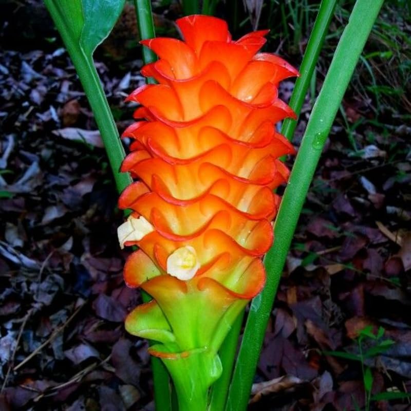 2 Curcuma Gold Ginger Plants Live for Planting, Tropical Flowering Plant for Garden or Patio, Hardy Ginger Plant No Pot, 5-9" Height