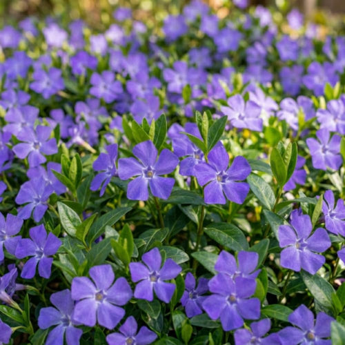 Set 50 Vinca Ground Cover Plants, Vinca Periwinkle Plants, 6-10 Inches Tall, Periwinkle Plant Live for Planting, Ideal for Indoor Outdoor Garden