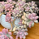 Succulent Plant Live, Live Indoor Outdoor Succulent Plant, 2 Inch Pot, Low-Maintenance Decorative Houseplant (Pink Succulent)