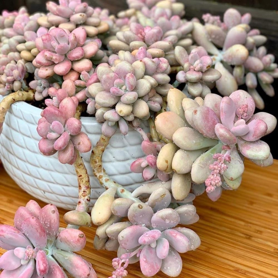 Succulent Plant Live, Live Indoor Outdoor Succulent Plant, 2 Inch Pot, Low-Maintenance Decorative Houseplant (Pink Succulent)