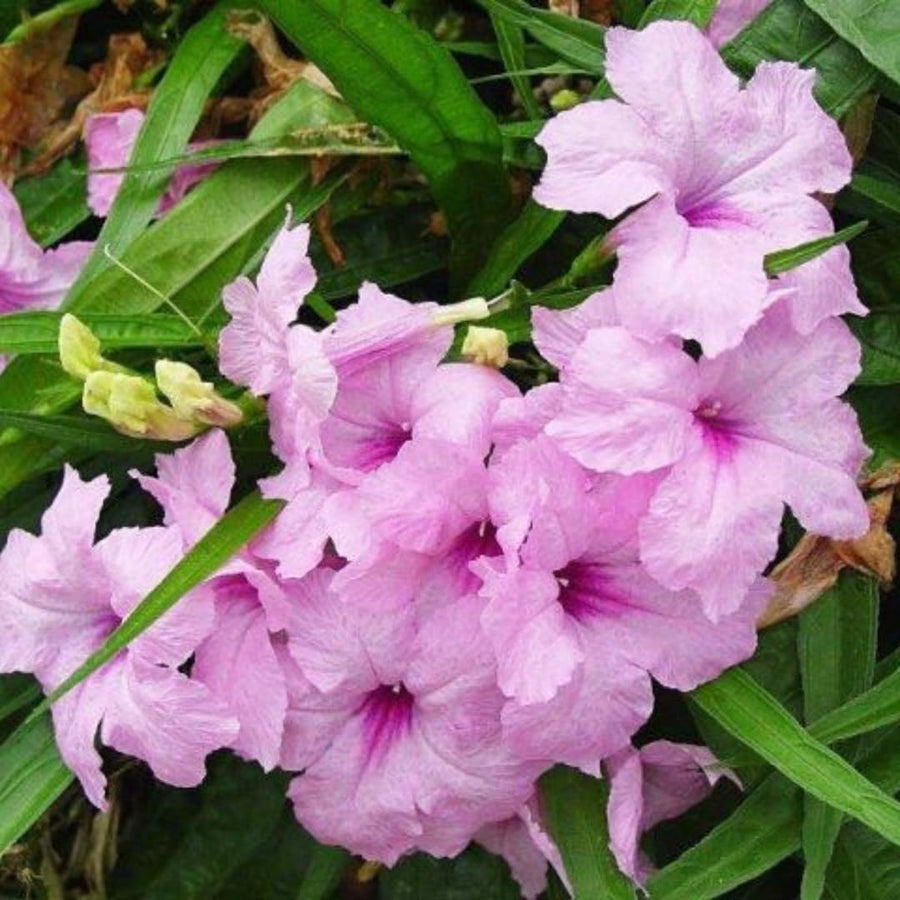 2 Mexican Petunias Live Plants, Petunia Plants Live, Live Petunia Plants Outdoor, Zone 8 to 11, Size 4 to 7 Inch Tall, Pink