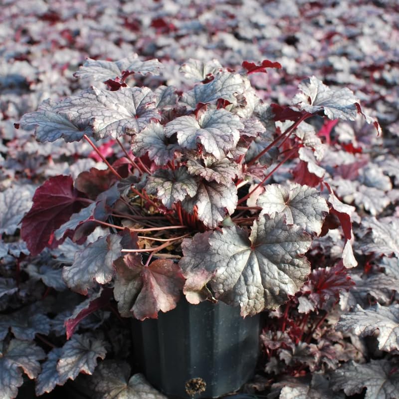 Set 2 Heuchera Bushes Live Plants, Live Perennial Coral Bells for Planting, 4 to 8 Inches - Dark Purple