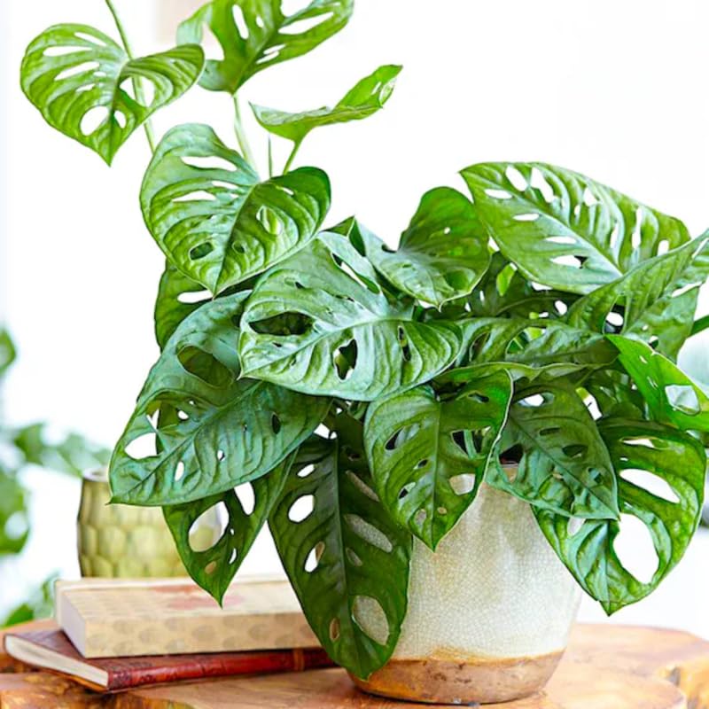 Monstera Plant Live, Swiss Cheese Live Indoor Houseplant, Tropical Split-Leaf Plant for Home Office, 5-8" Tall, No Pot