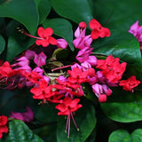 2 Clerodendrum Plants Live 5-9 Inc Tall - Great for Beautifying Indoor and Outdoor Spaces - Trailing Light Bulb Flowering Vine (Red Purple Bleeding Heart)