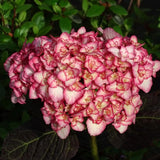 Double White Pink Hydrangea Plant, 5 to 7 Inch Tall Hydrangea Plants Live, Without Pot, Change Color Flowers Hydrangeas Bush Plant Outdoor Shade Garden, Colorful Flowers