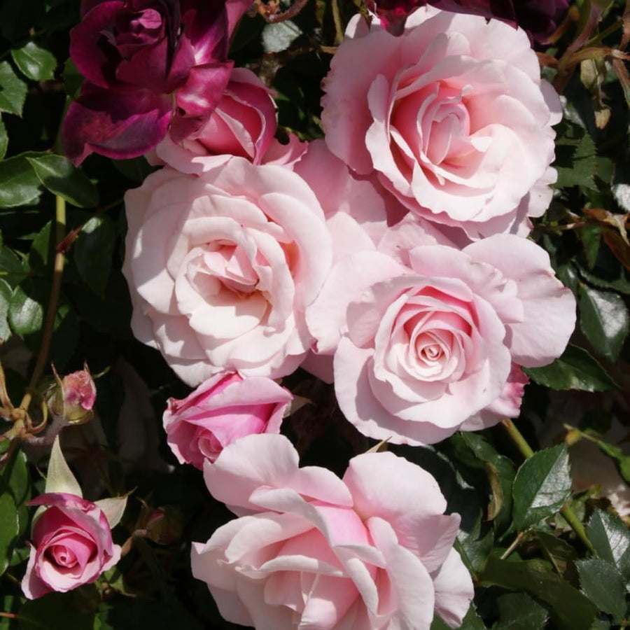 Rose Bush Live Plant - Climbing Rose Plant Live - Bareroot with Soil 7-10 Inch Tall - Fragrant Rose Flowers Heirloom Rose Shrub (Pink Rose)
