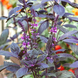 Krishna Basil Live Plant, Tulasi Herb Plant in 4 Inch Pot, Fully Rooted 4-8 Inches, Garden or Container Growing
