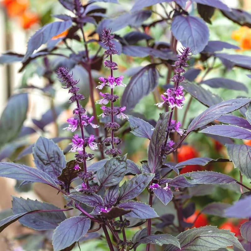 Krishna Basil Live Plant, Tulasi Herb Plant in 4 Inch Pot, Fully Rooted 4-8 Inches, Garden or Container Growing