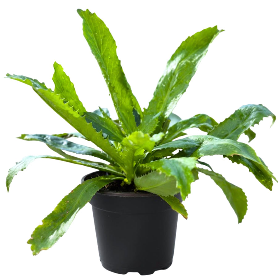 Culantro Plant Live, Culinary Herb Live Plant, 4 Inches Tall in 3.5 Inch Pot, Perennial Garden Beds