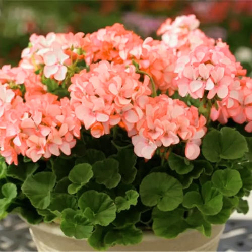 4 Geranium Plants Live, Live Geranium Plant, Salmon Geranium Flower Plants Indoor Outdoor, 4 to 6 Inches Tall