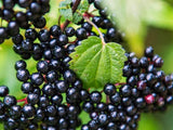3 American Elderberry Tree Live Plant for Planting 6-12 Inc Tall, Black Elderberry Bush Live Plant, Sambucus Canadensis Elderberry Plant Live Bareroots